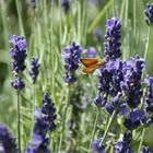 Lavendel mit Falter