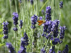 Lavendel mit Falter