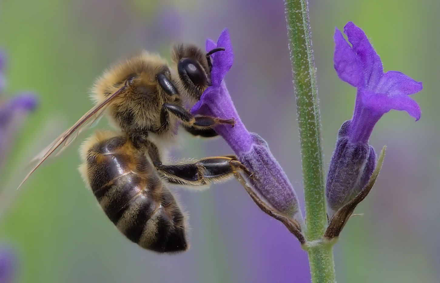 Lavendel mit fleißiger Biene