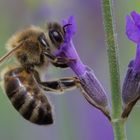 Lavendel mit fleißiger Biene