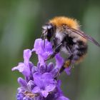 Lavendel mit fleißiger Hummel