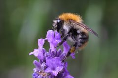 Lavendel mit fleißiger Hummel