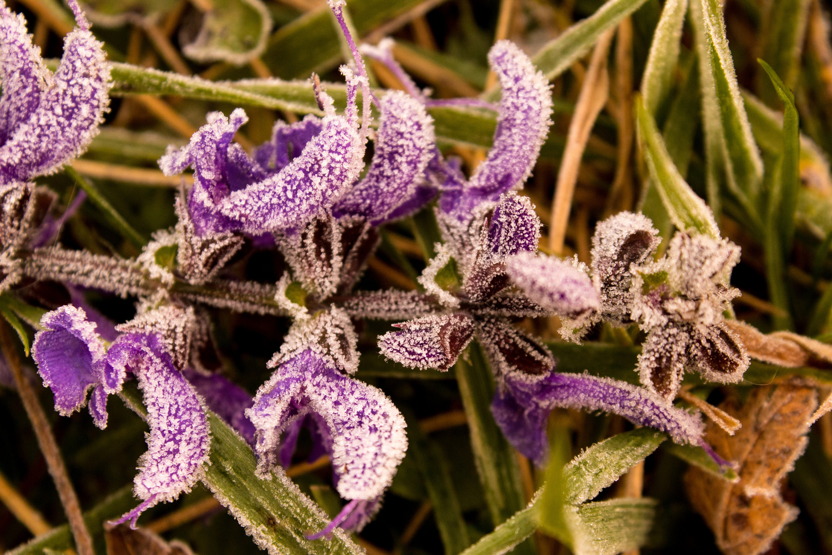 Lavendel mit Frost