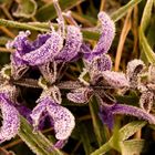 Lavendel mit Frost