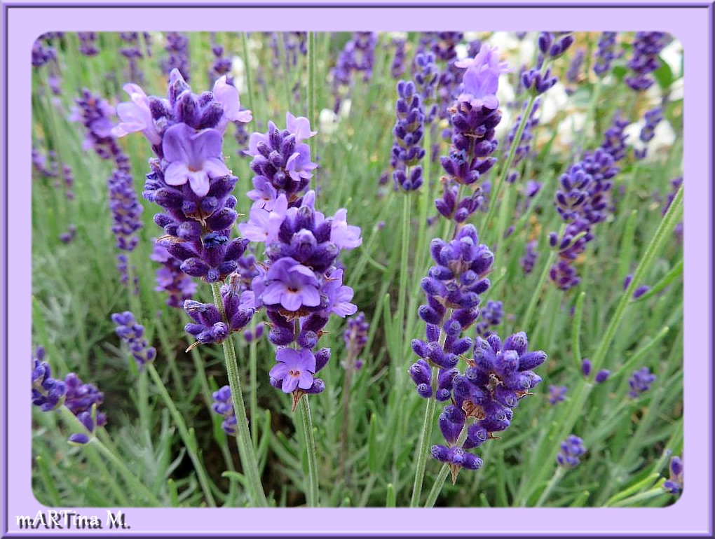 Lavendel  (mit Gedicht)