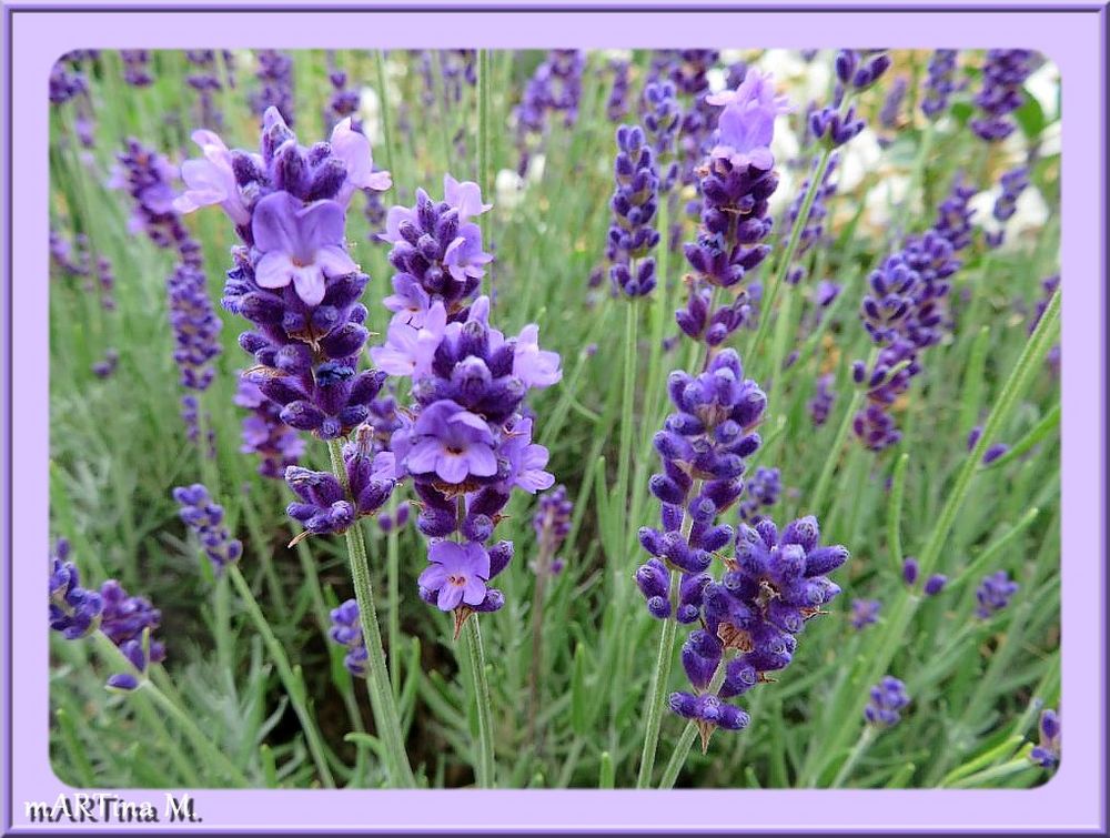 Lavendel  (mit Gedicht)