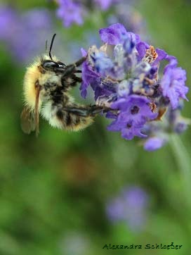 Lavendel mit Hausbesuch...