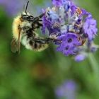 Lavendel mit Hausbesuch...