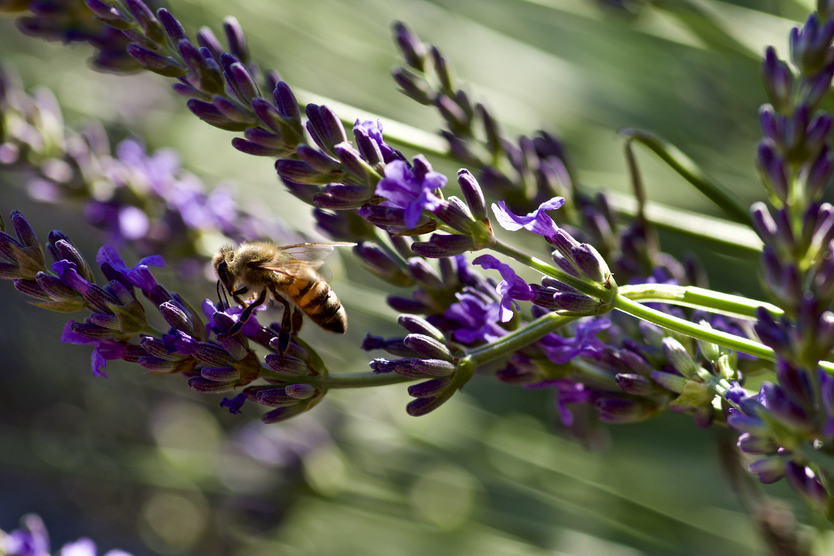 Lavendel mit Honigbiene