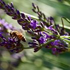 Lavendel mit Honigbiene