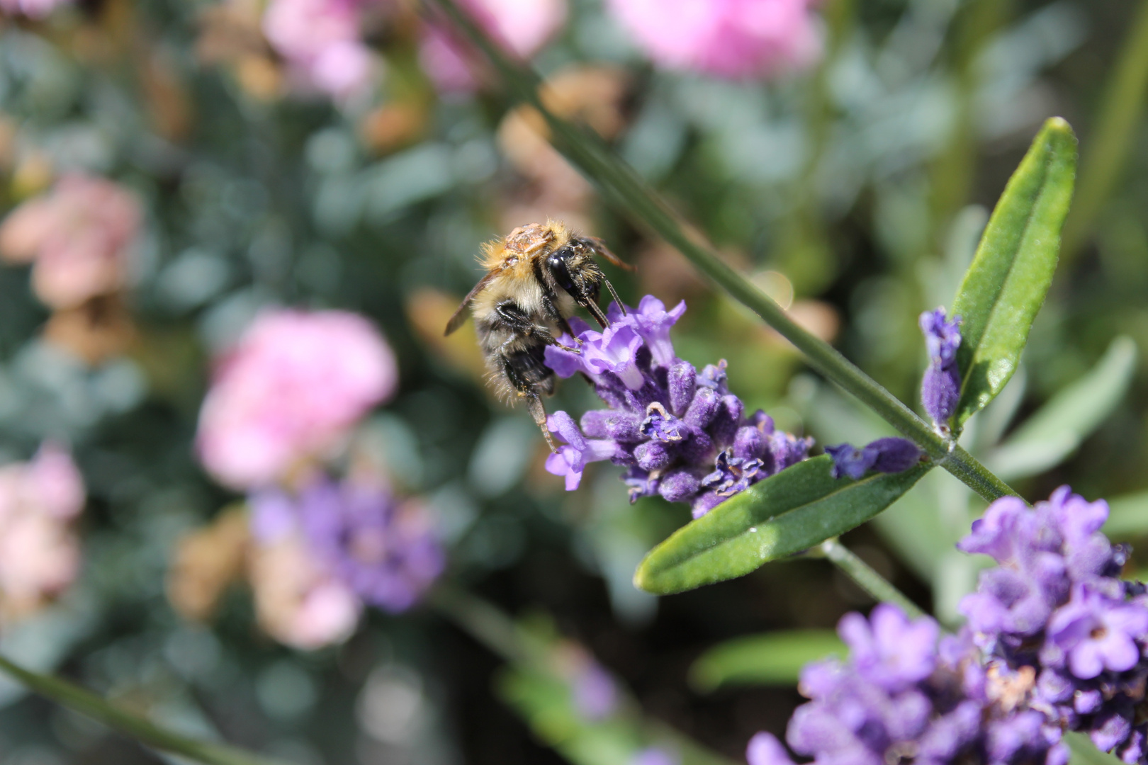 Lavendel mit Hummel