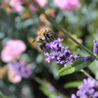 Lavendel mit Hummel