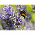 Lavendel mit Hummel