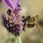 Lavendel mit Hummel