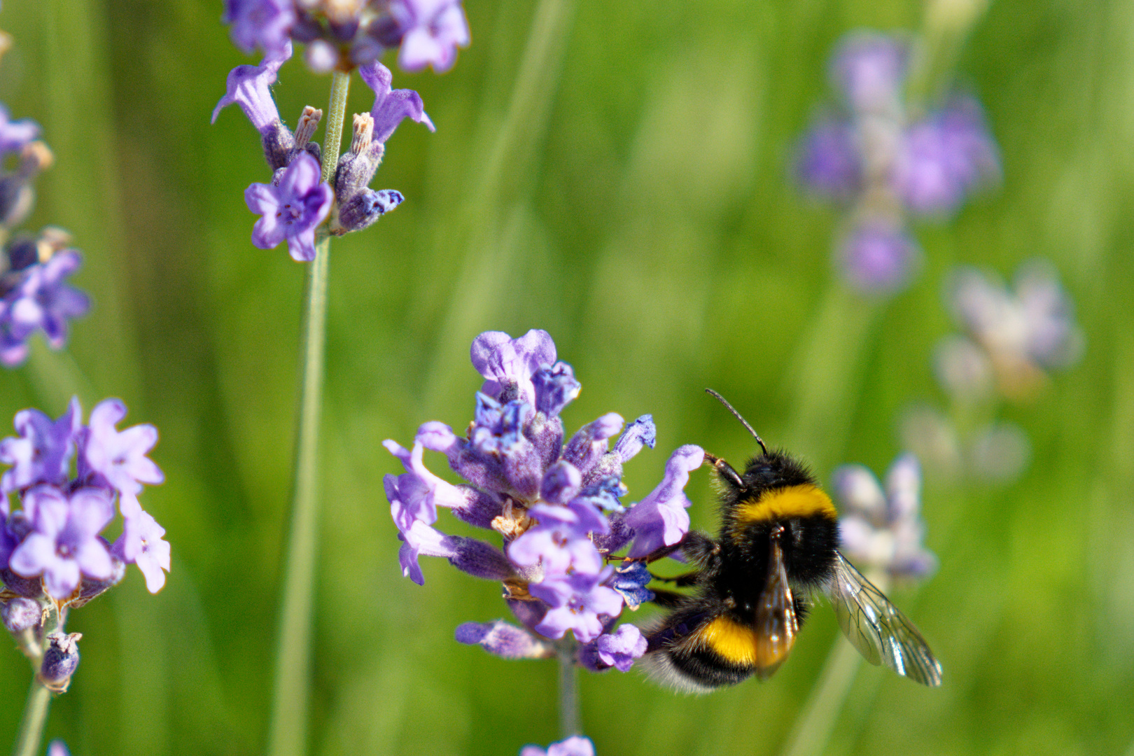 Lavendel mit Hummel 3