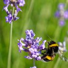 Lavendel mit Hummel 3