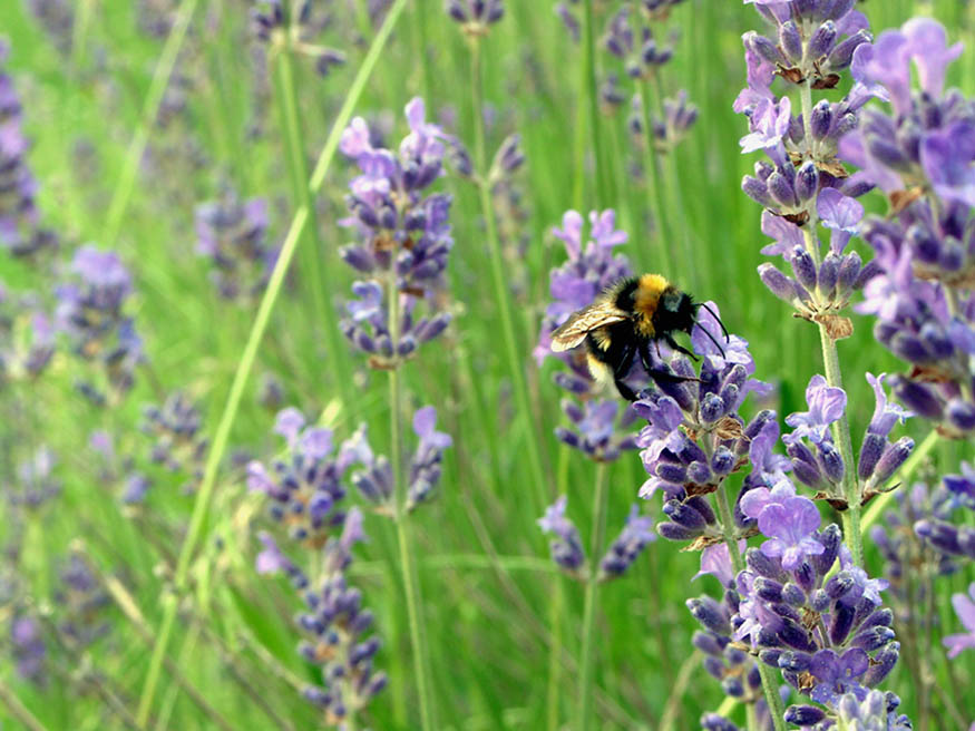 Lavendel mit Hummel ...