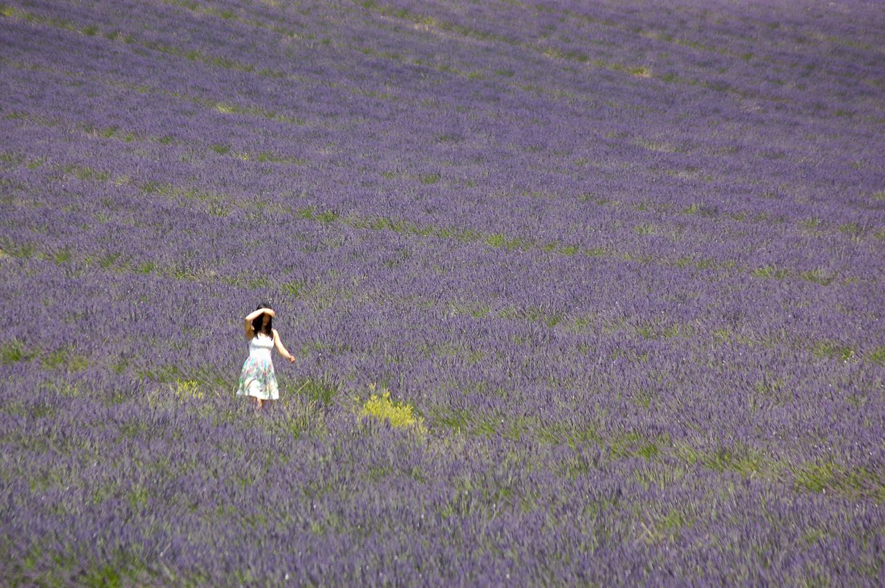 Lavendel mit Japanerin