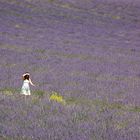 Lavendel mit Japanerin