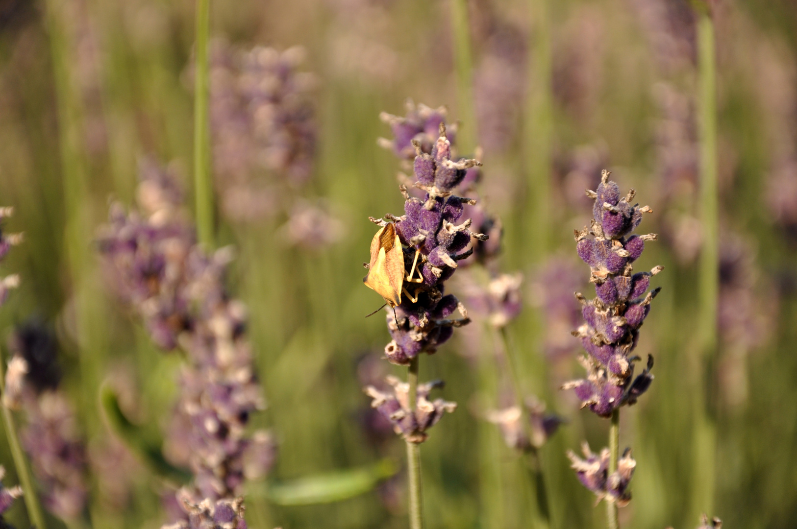 Lavendel mit kleinem Besucher