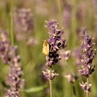 Lavendel mit kleinem Besucher