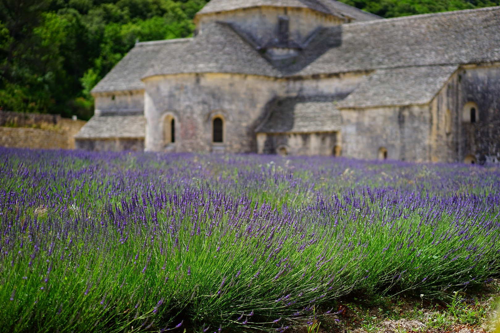 Lavendel mit Kloster