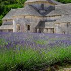 Lavendel mit Kloster