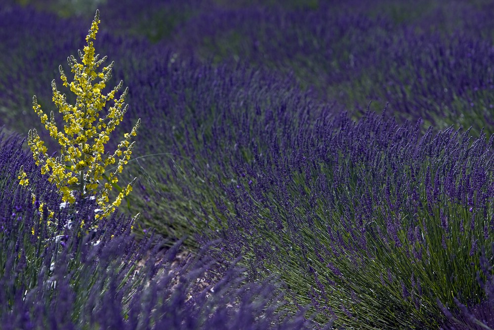 Lavendel mit Königskerze