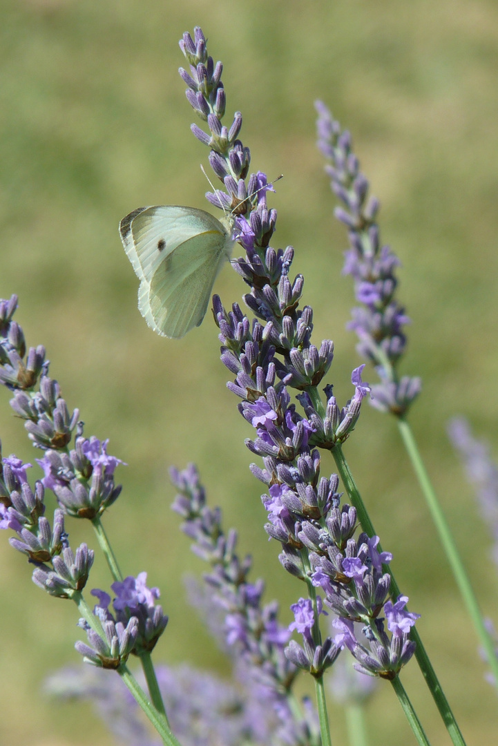 Lavendel mit Schmetterling