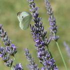 Lavendel mit Schmetterling