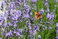 Lavendel mit Schmetterling