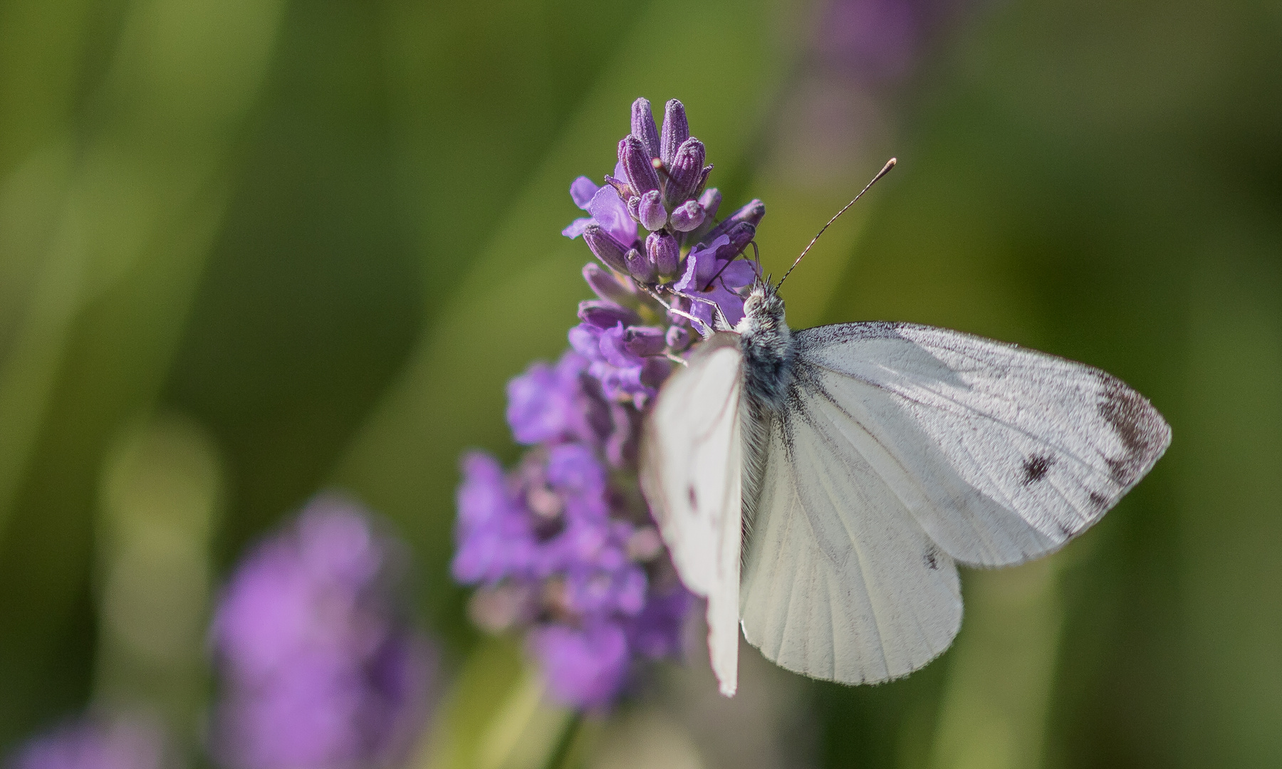 Lavendel mit Schmetterling