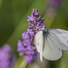 Lavendel mit Schmetterling