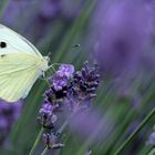 Lavendel mit Schmetterling