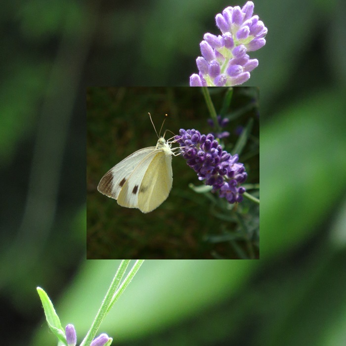 Lavendel mit Schmetterling