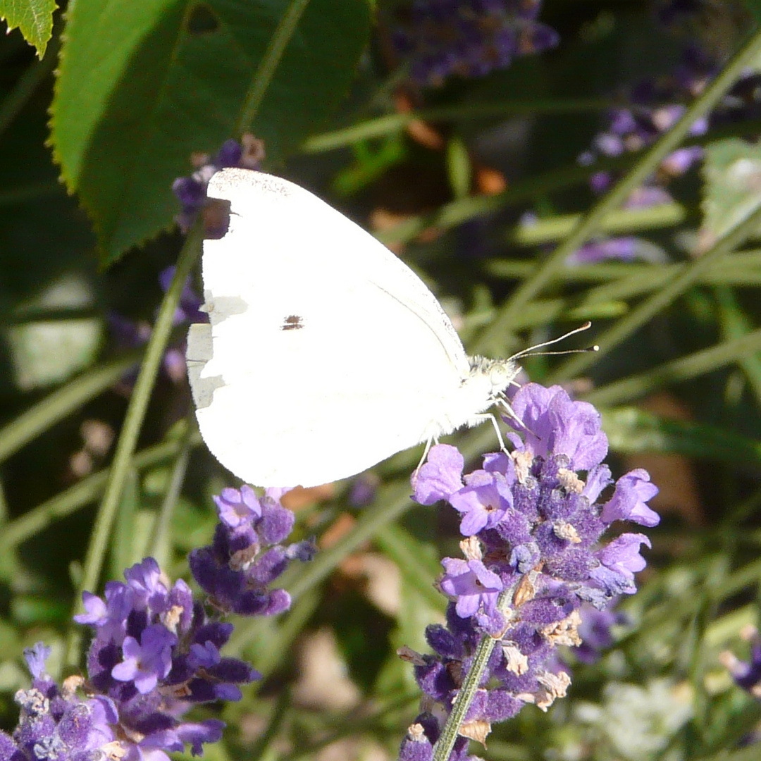 Lavendel mit Schmetterling