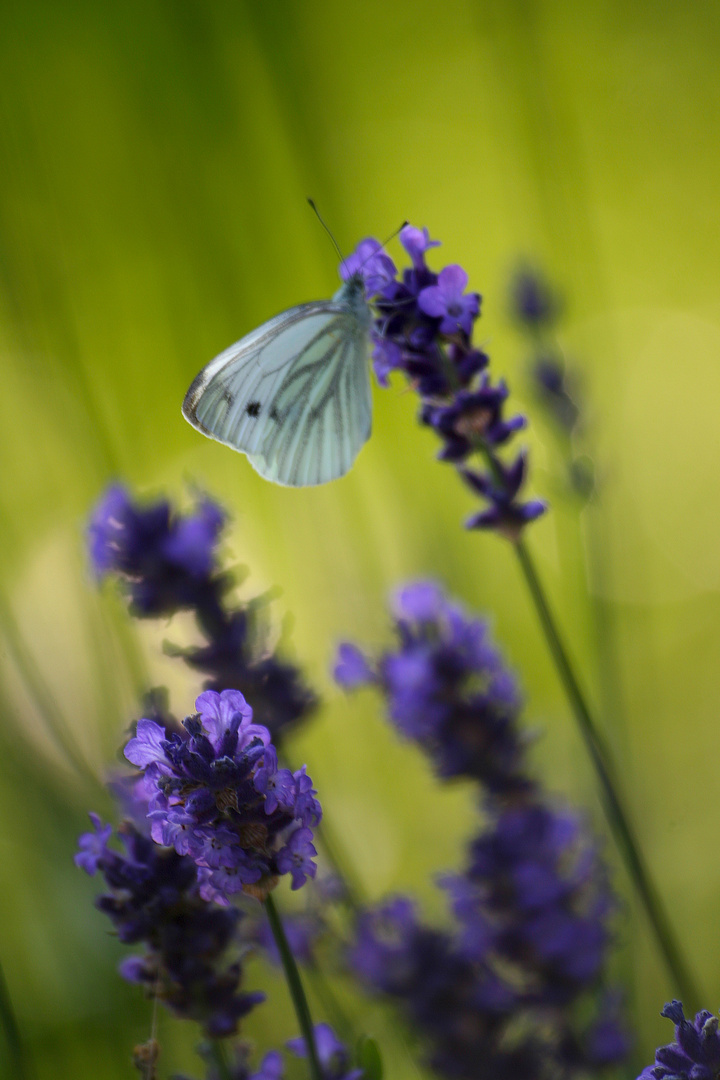 Lavendel mit Schmetterling