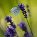 Lavendel mit Schmetterling