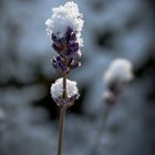 Lavendel mit Schnee