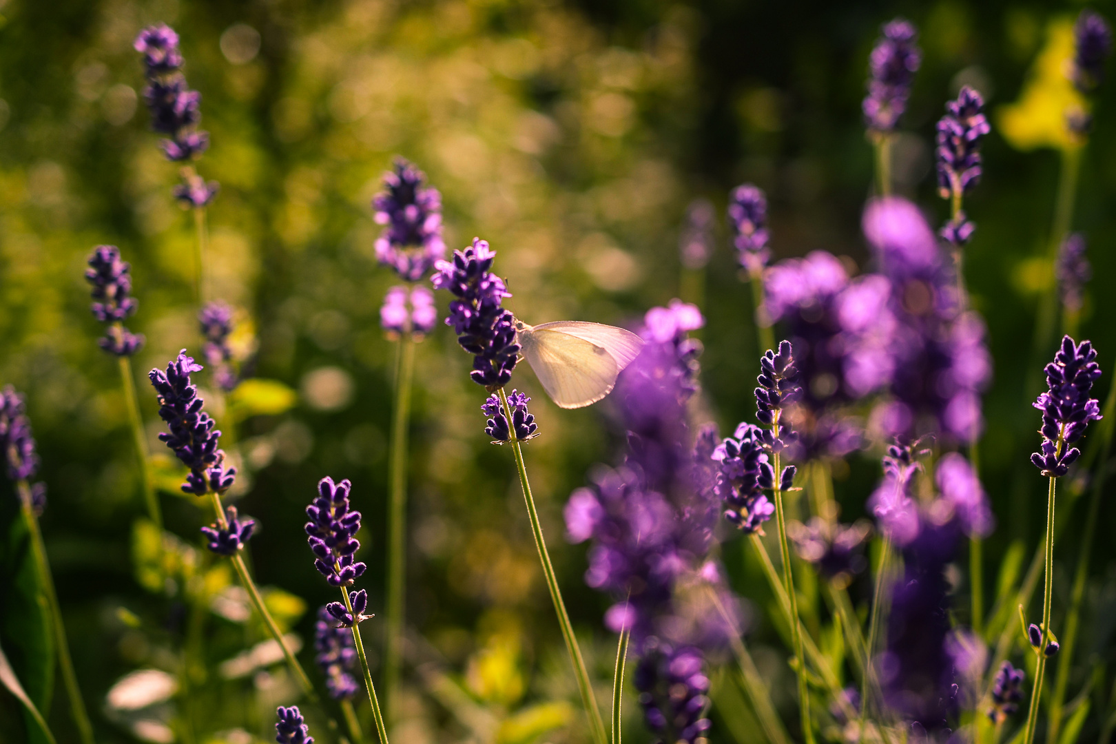 Lavendel mit Schnetterling