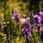 Lavendel mit Schnetterling