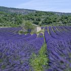 Lavendel mit Schopf