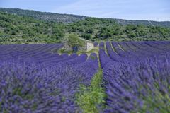 Lavendel mit Schopf