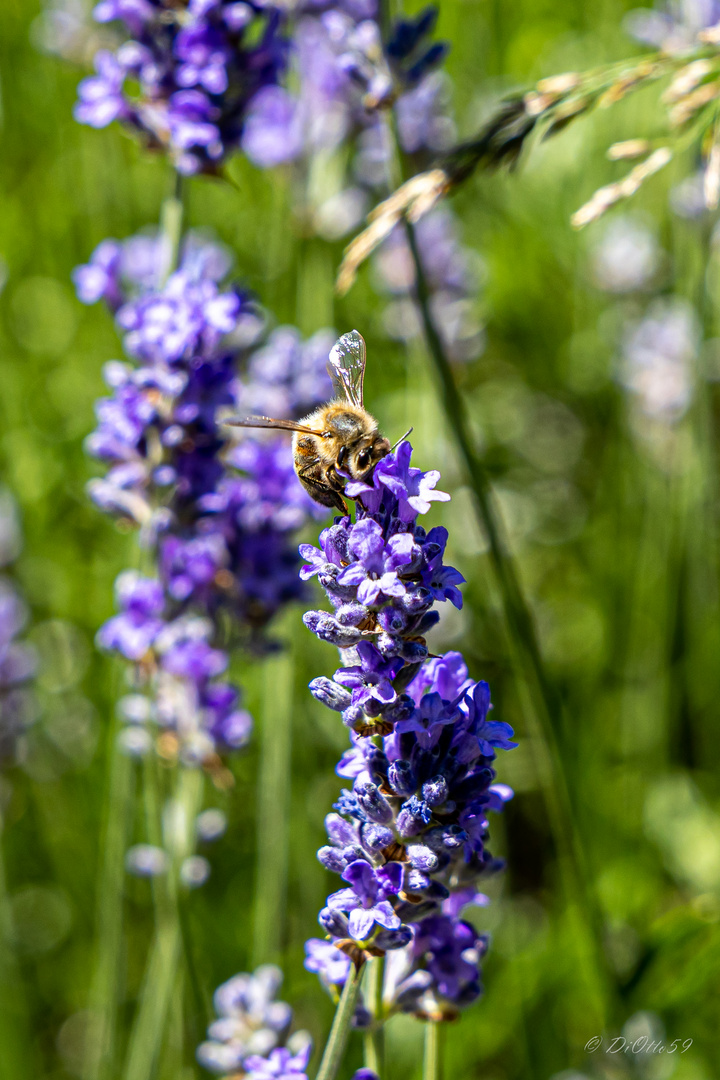 Lavendel - Mittwochsblümchen 24.06.20