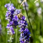 Lavendel - Mittwochsblümchen 24.06.20