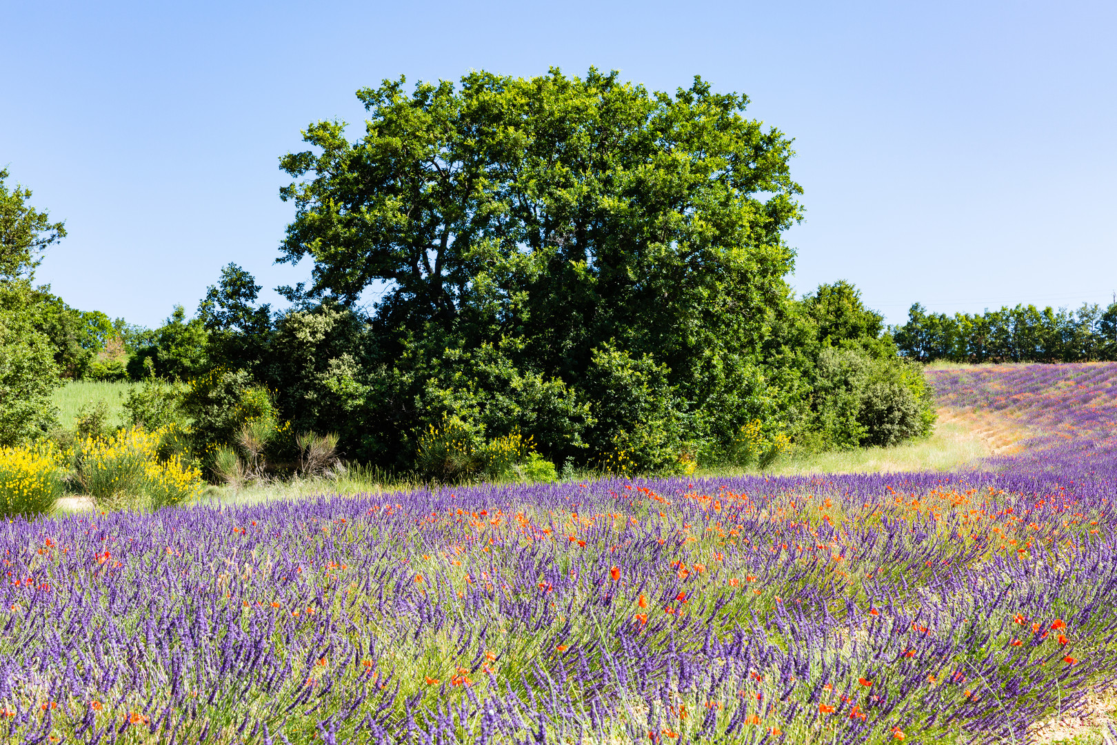 Lavendel, Mohn und Ginster