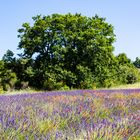 Lavendel, Mohn und Ginster