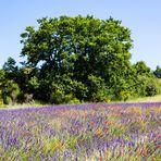 Lavendel, Mohn und Ginster