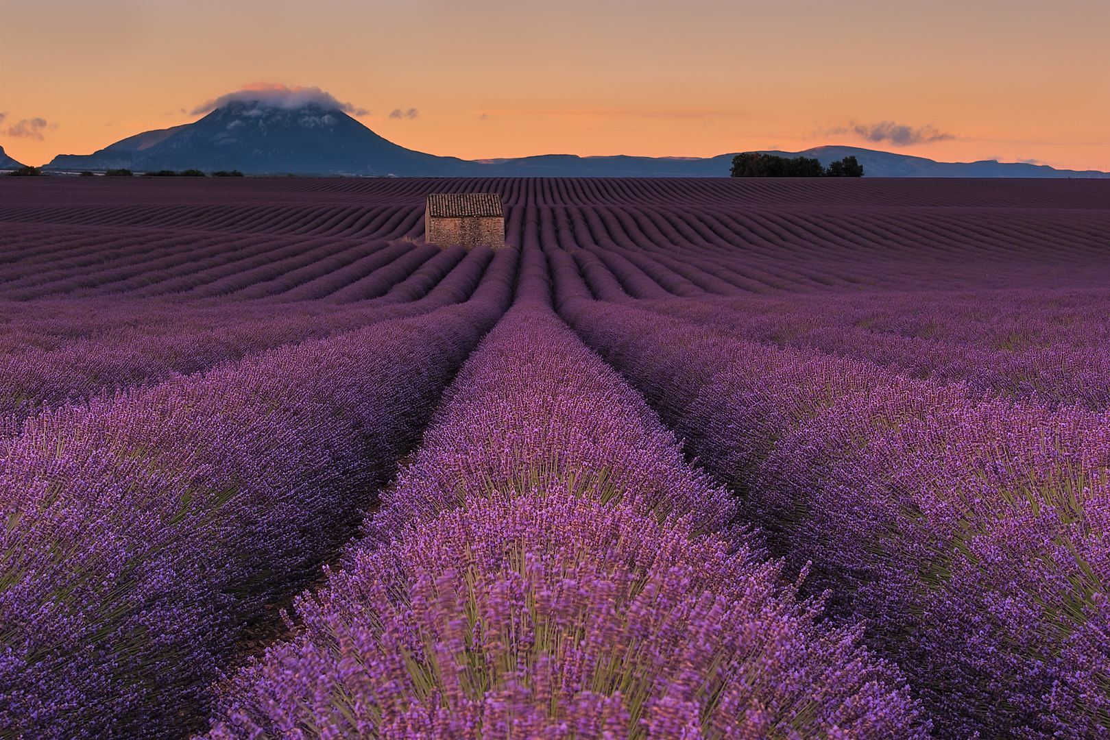 Lavendel morning