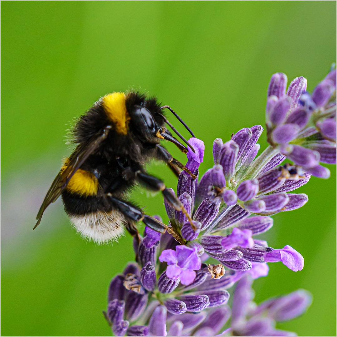 Lavendel muß lecker sein